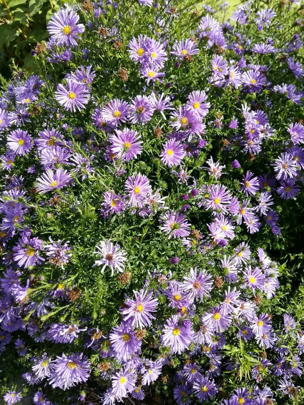 Asteri Kesseler - Perennat - 6417481277960 - 1