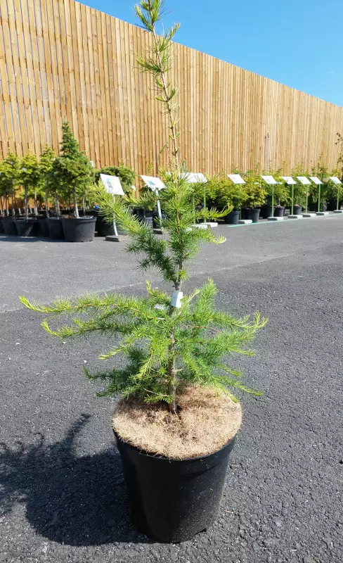 Dahurianlehtikuusi - Kuuset - AB10010010890 - 1