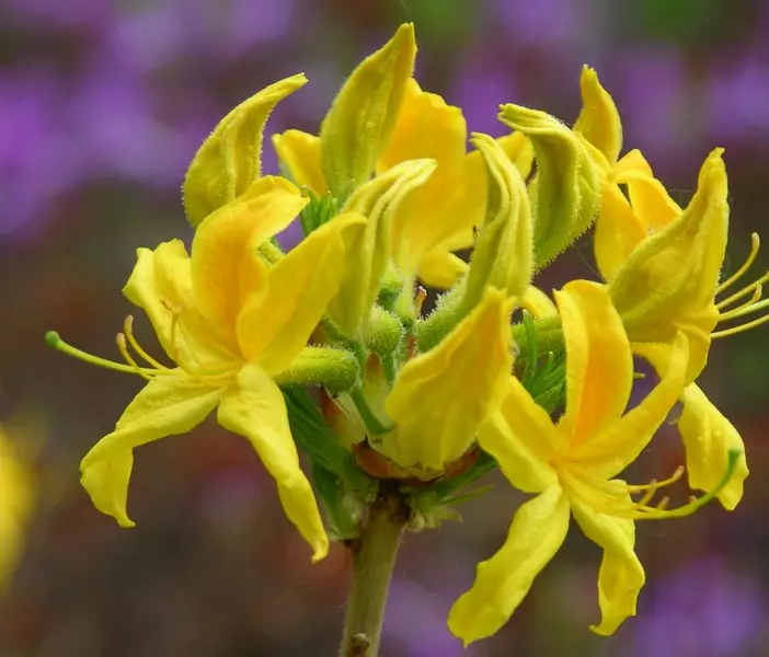 Gentinatsalea Kullannuppu FinE® - Atsaleat - 3941133707510 - 1