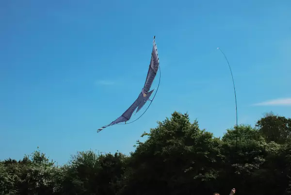 Haukka, siipiväli 1,4m - Tuholaiset - 5036200129680 - 1