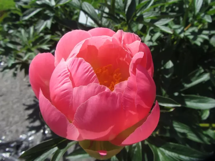 Hybridipioni Pink Hawaiian Coral - Pionit - 3944755484050 - 1