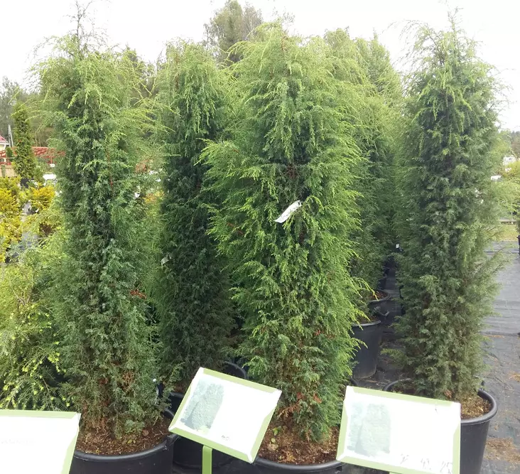 Isopilarikataja Hibernica - Katajat - 3948475035240 - 1