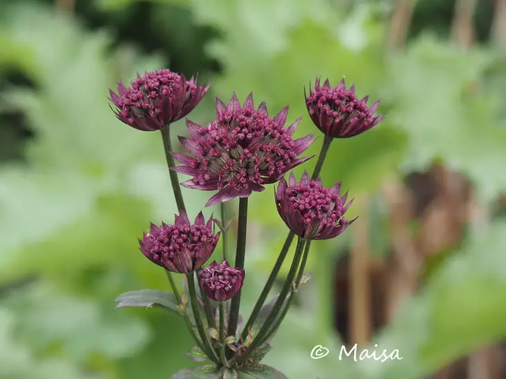 Isotähtiputki Claret - Perennat - 6418362107970 - 1