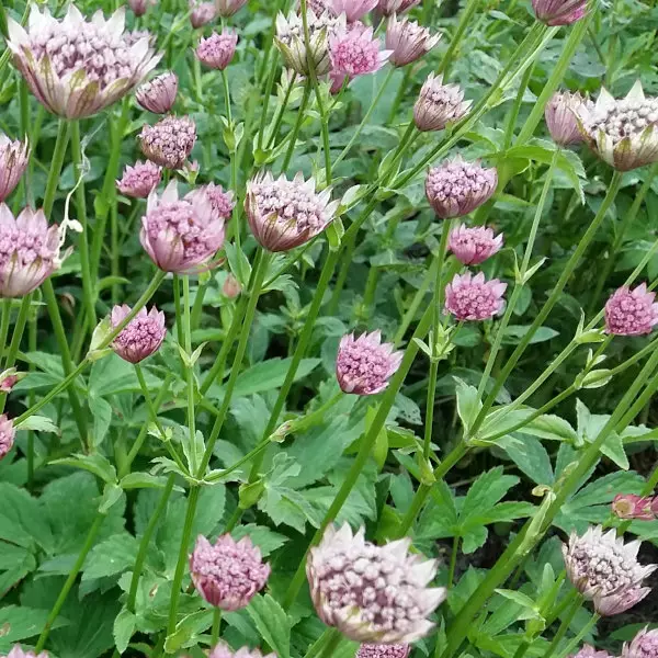 Isotähtiputki Roma - Perennat - 6430074591120 - 1