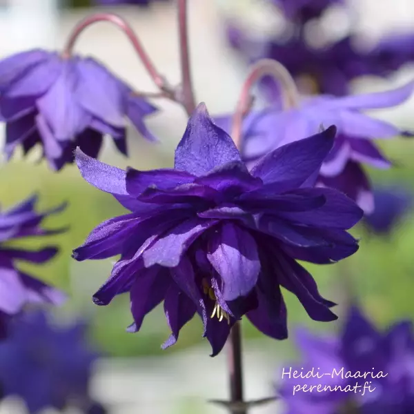 Jaloakileija Blue Barlow - Perennat - AB10010010110 - 1