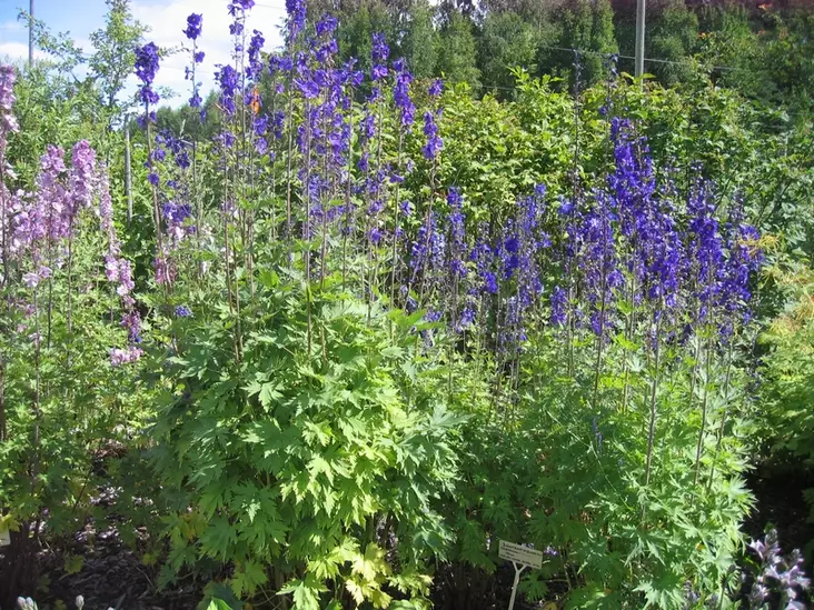 Ratasritarinkannus (jaloritarinkannus) Black Knight - Perennat - 6417481270480 - 1