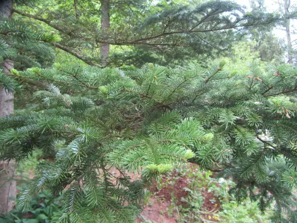 Japaninpihta - Pihdat - 3940564623260 - 1