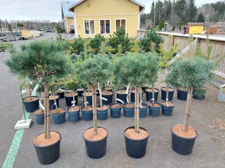 Kääpiömänty Nana runko 70cm - Männyt - AB10010012370 - 1