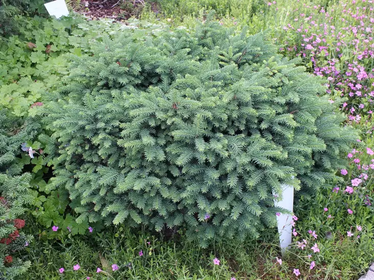 Kääpiöserbiankuusi Karel - Kuuset - AB10010012230 - 1