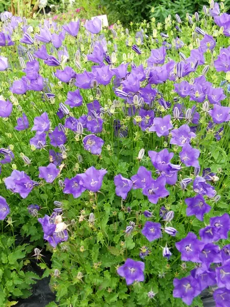 Karpaattienkello sininen - Perennat - 6430019380420 - 1