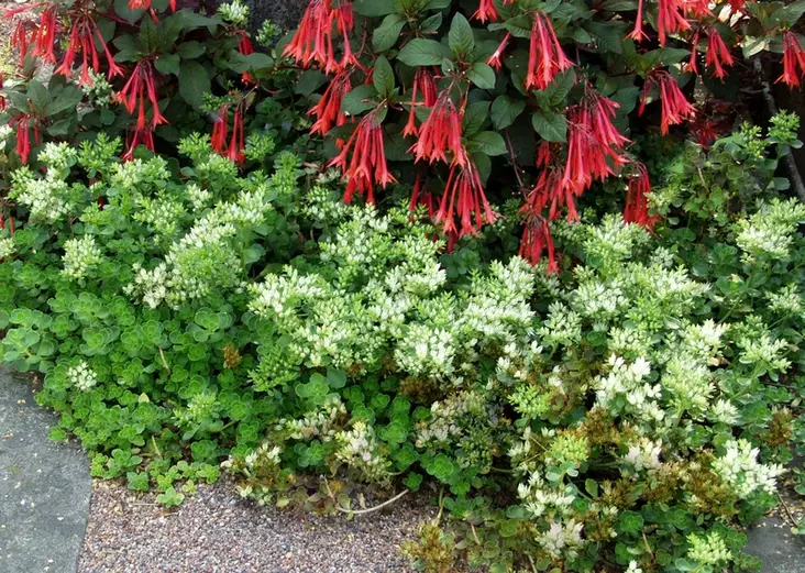 Kaukasianmaksaruoho Alba - Perennat - 6430019382110 - 1