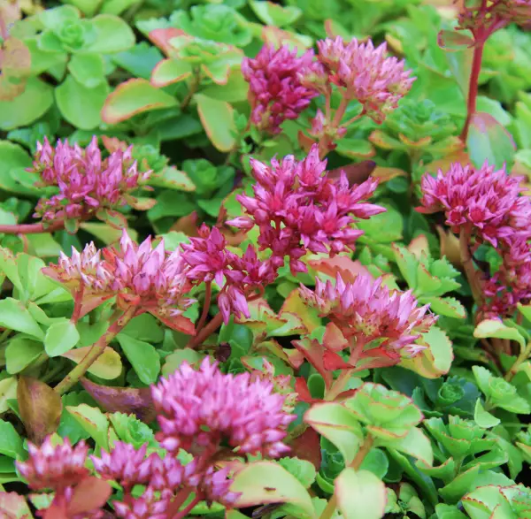 Kaukasianmaksaruoho Summer Glory - Perennat - 6430019383230 - 1