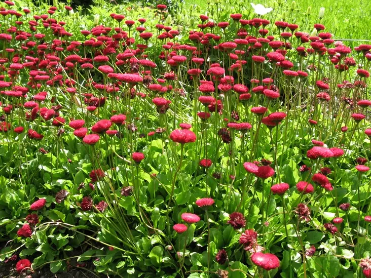 Kaunokainen Purpurmantel - Perennat - 6430019380390 - 1