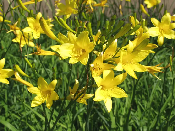 Keltapäivänlilja - Perennat - 6430019380970 - 1