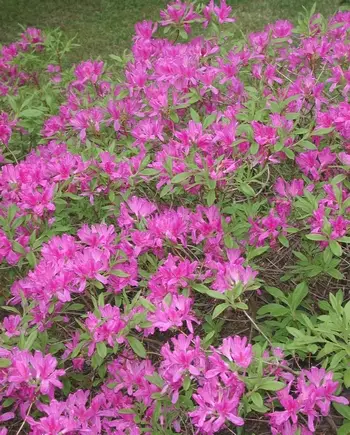 Kevätatsalea FinE® - Atsaleat - 3940526097740 - 1