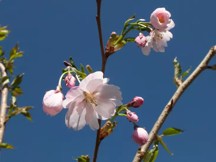 Kevätsuudelmakirsikka Accolade - Lehtipuut - AB10010010730 - 1