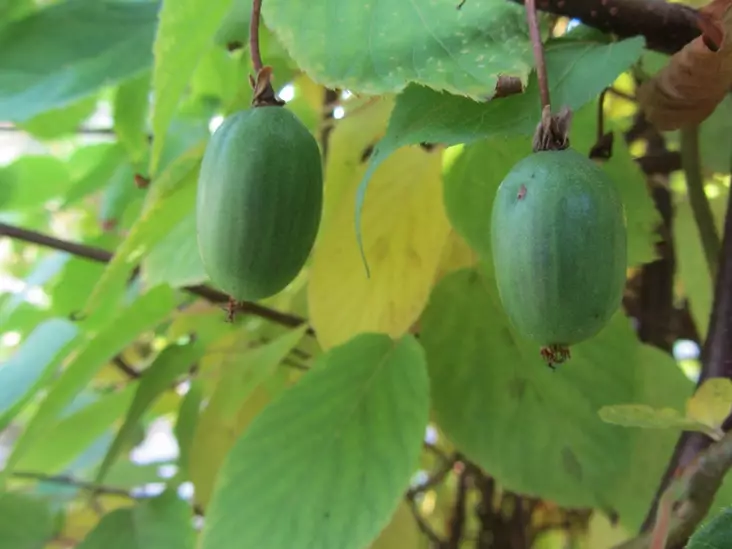 Kiinanlaikkuköynnös Annikki FinE® - Muut köynnökset - 3940535245620 - 1