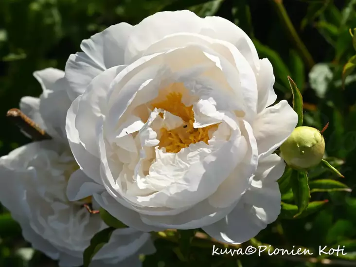 Kiinanpioni Miss America - Pionit - 6430029534790 - 1