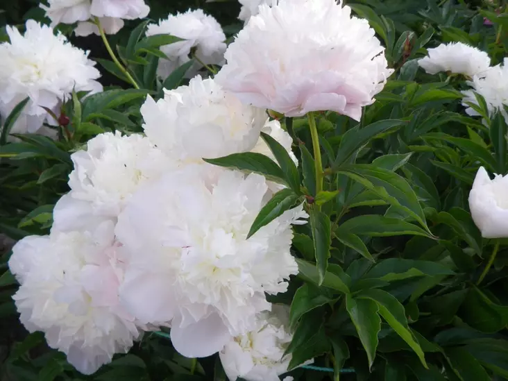 Kiinanpioni Shirley Temple - Pionit - 6430029532840 - 1