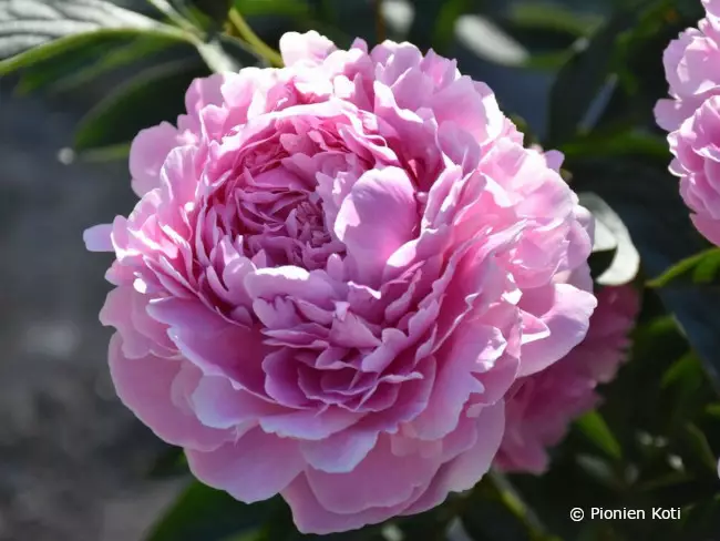 Kiinanpioni Ursinow - Pionit - 6430029533250 - 1