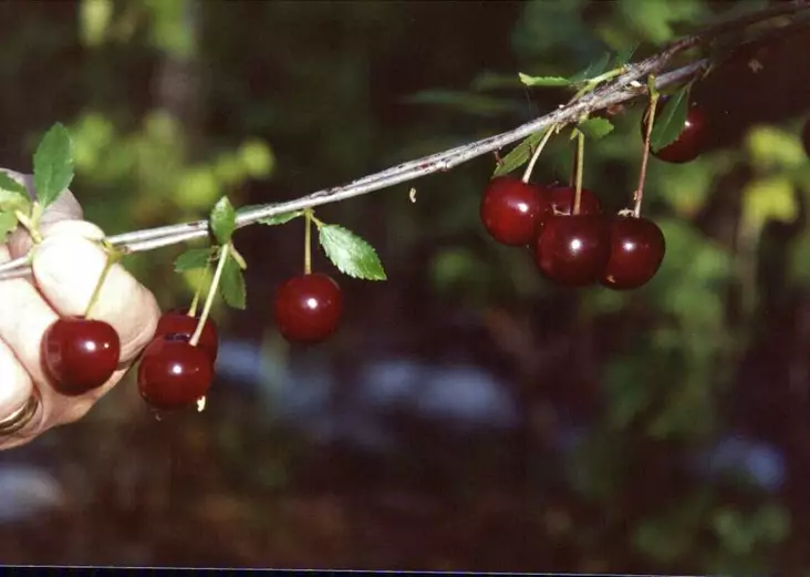 Kirsikka Fanal 150-200 - Kirsikkapuut - 3940534024950 - 1