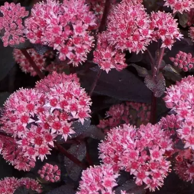 Komeamaksaruoho Jose Aubergine - Perennat - 6417481281370 - 1