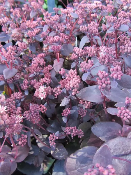 Komeamaksaruoho Purple Emperor - Perennat - 6417481280250 - 1