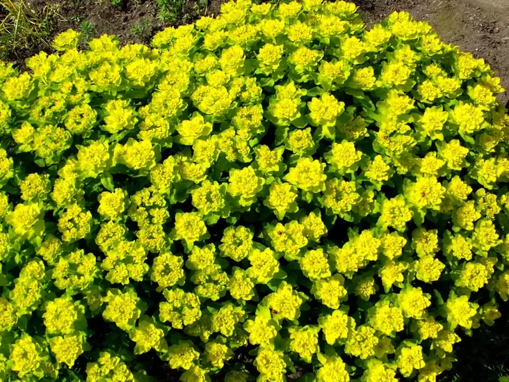 Kultatyräkki - Perennat - 6417481270510 - 1