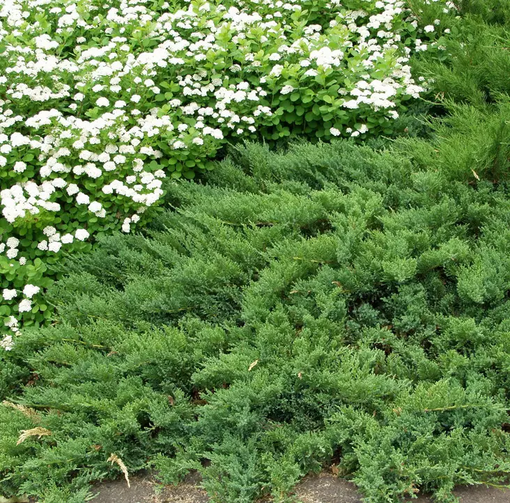 Laakakataja Prince of Wales - Katajat - AB10010011960 - 1