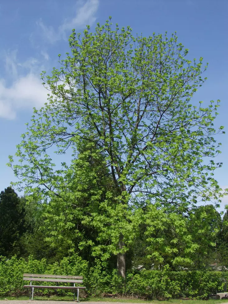 Lehtosaarni 150-200 cm - Lehtipuut - 3940525109420 - 1