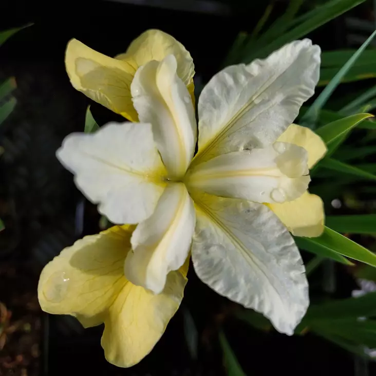 Loistokurjenmiekka Butter and Sugar - Perennat - AB10010012070 - 1