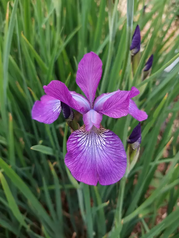 Loistokurjenmiekka Sparkling Rose - Perennat - AB10010010190 - 1