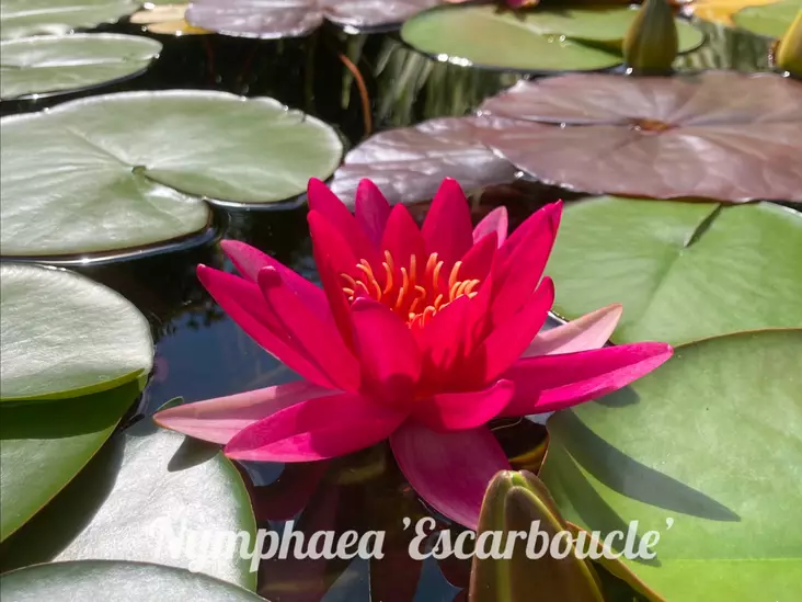 Lumme 'Escarboucle' - Lumpeet - AB10010012040 - 1