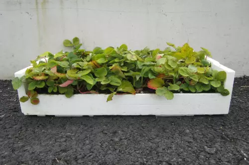 Mansikka Lumotar LTK 66 kpl - Mansikat - AB10010011890 - 1