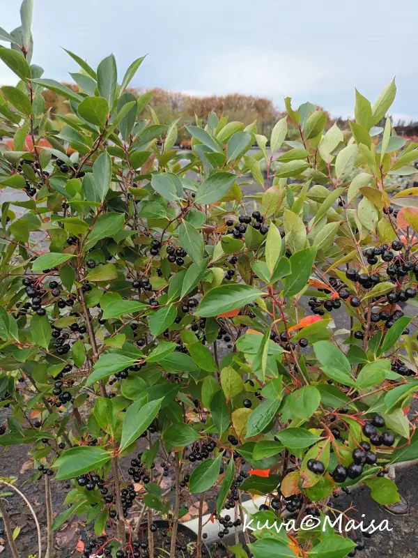 Musta-aronia Hugin - Muut marjakasvit - AB10010011280 - 5