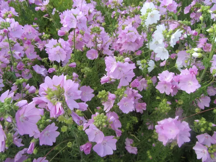 Myskimalva - Perennat - 6417481276260 - 1