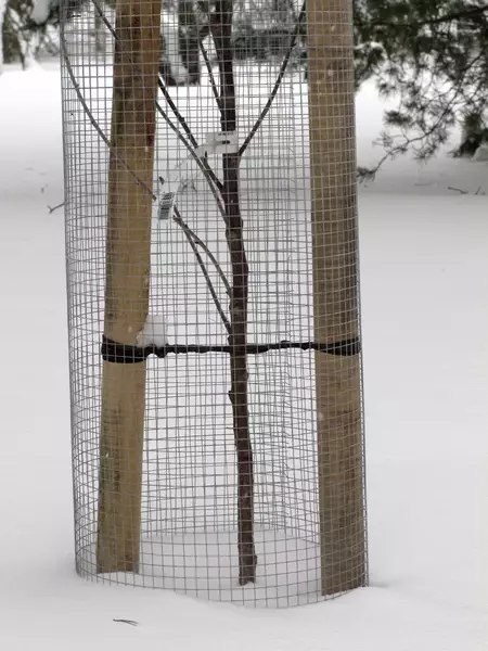 Myyräverkko 1,2m* 25m - Kasvinsuojaus - 6430040621080 - 1