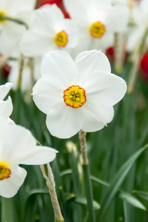 Narsissi `Actaea` - Narsissit - 3949825946650 - 1