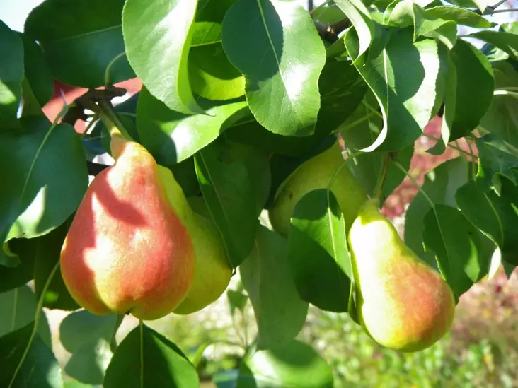 Päärynäpuu Pepi 150-200 - Päärynät - 3940534048420 - 1