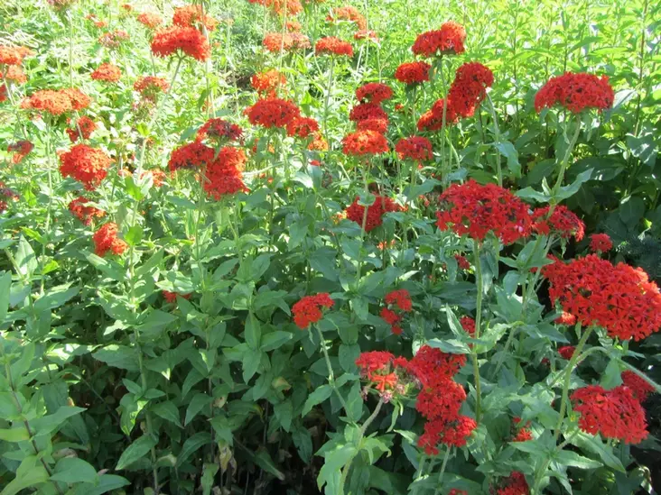 Palavarakkaus - Perennat - 6417481270930 - 1