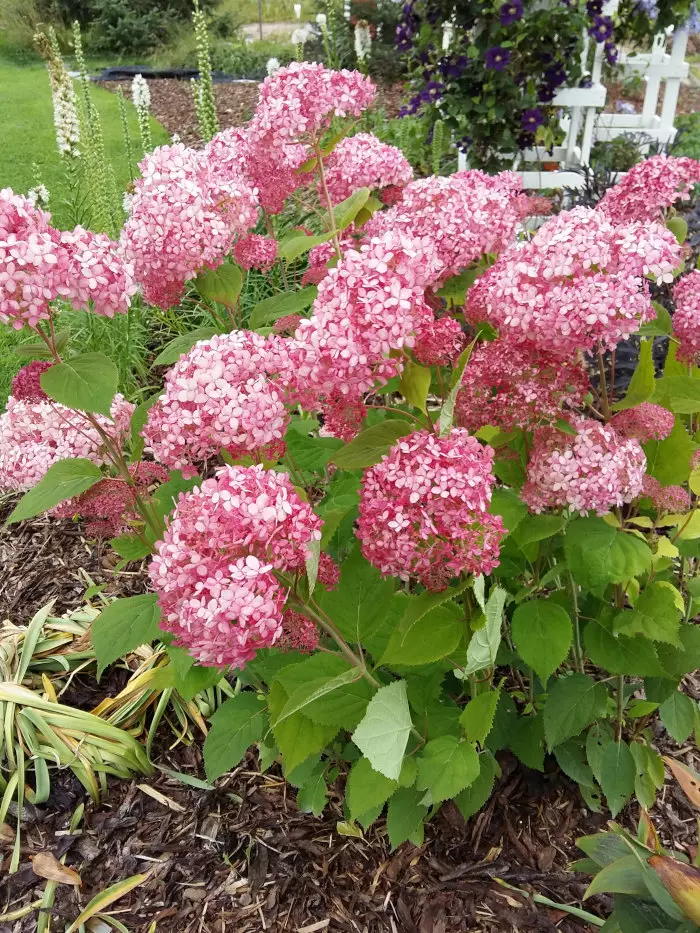 Pallohortensia Pink Annabelle® - Astiataimet - 3947924887270 - 1