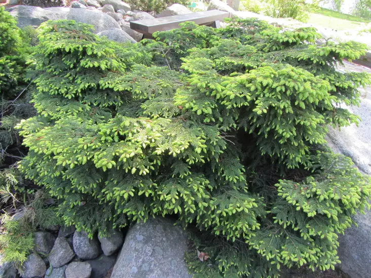 Pesäkuusi Nidiformis - Kuuset - AB10010011980 - 1