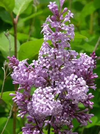 Puistosyreeni Ainola FinE® - Astiataimet - 3940523717290 - 1