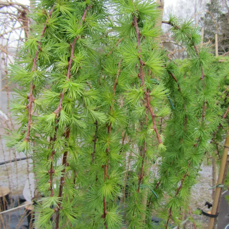 Riiippalehtikuusi Stiff Weeper - Kuuset - AB10010011970 - 1