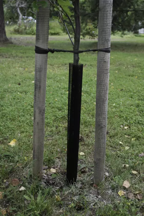 Rungonsuojaverkko 1 kpl, 90cm - Kasvinsuojaus - 6430068433160 - 1