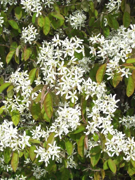 Rusotuomipihlaja 150-200 - Pikkupuut / rungolliset pensaat - 3940525076890 - 1