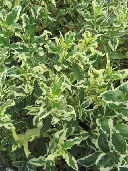 Rusovuohenkuusama Cool Splash - Astiataimet - 3948185065810 - 1