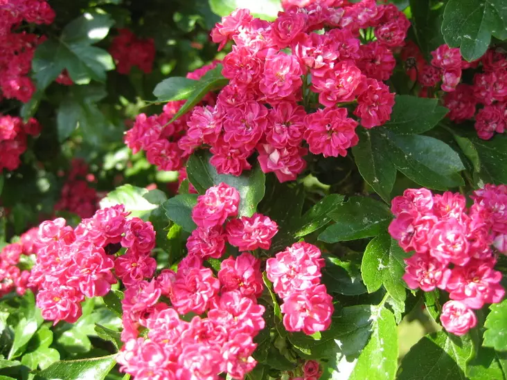 Ruusuorapihlaja Pauls Scarlet 150-200 - Pikkupuut / rungolliset pensaat - 3940525107860 - 1