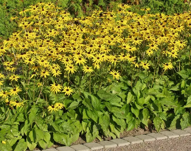 Sädepäivänhattu Goldsturm - Perennat - 6417481273030 - 1