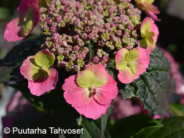 Safiirihortensia FLAIR & FLAVOURS® COTTON CANDY - Astiataimet - 8717191532990 - 1